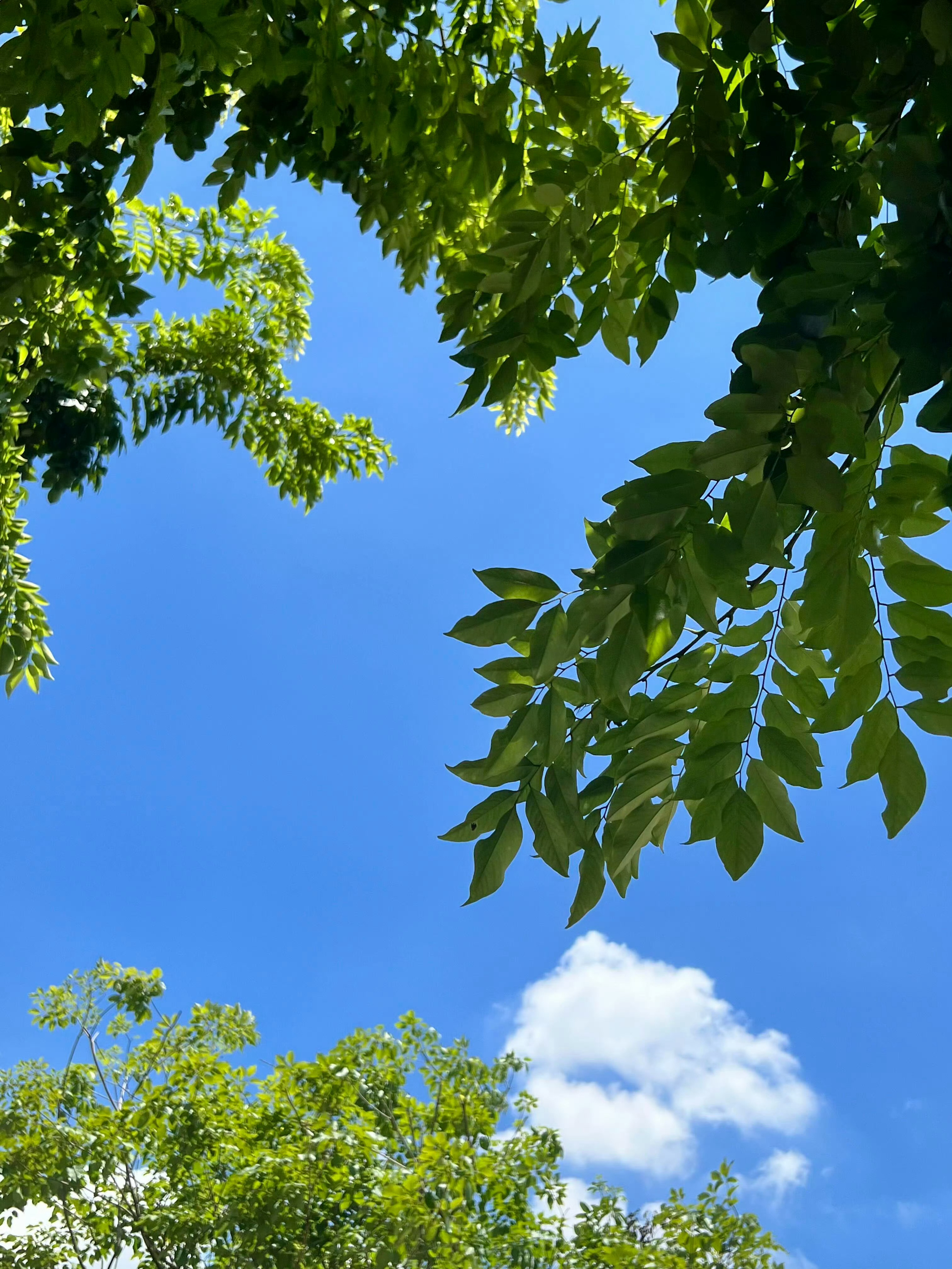 顶好的天气⛅️🌿 