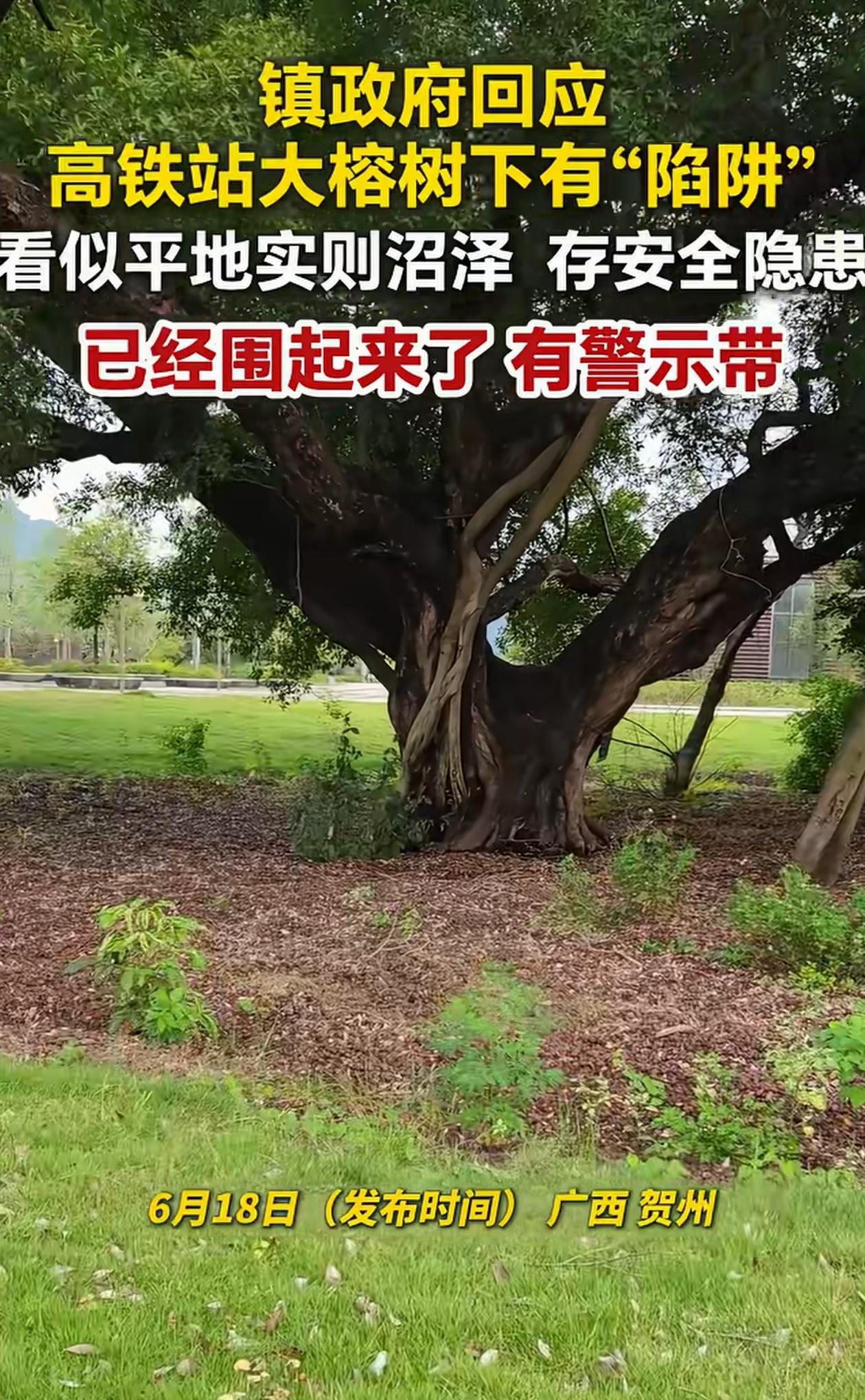 太阴了！广西贺州，女子刚出高铁站，发现草坪中间有一棵大榕树，就想过去看一眼，结果