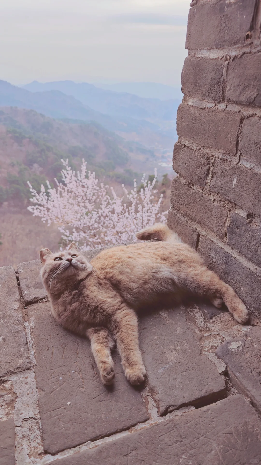 长城杏花猫，慵懒的春意