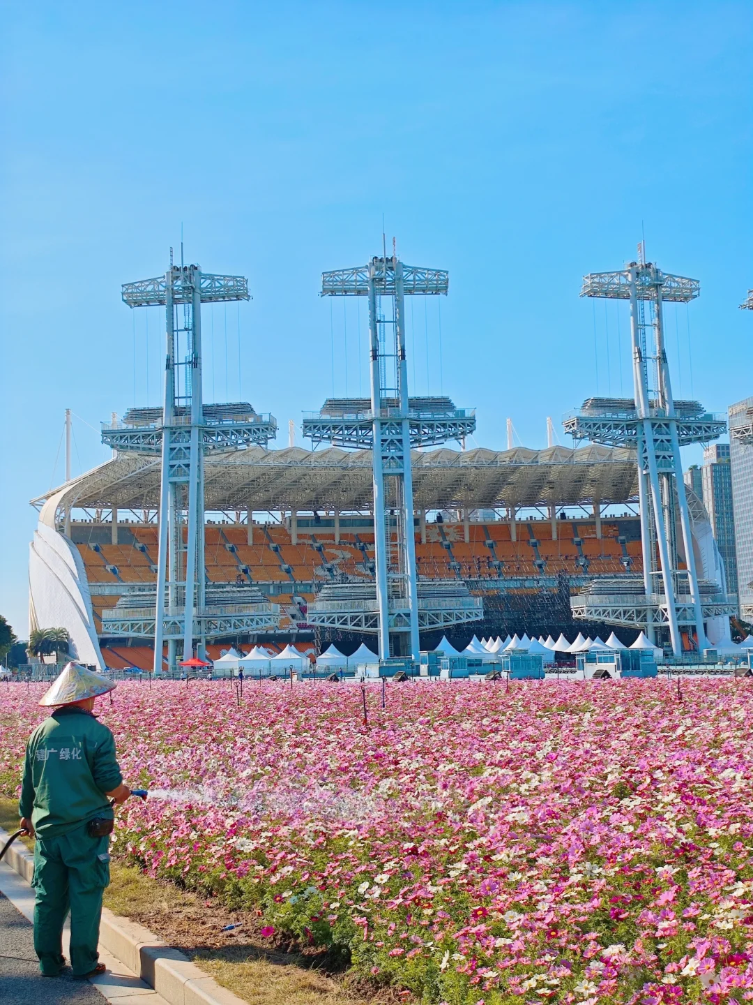 11.28实况🌸广州海心沙格桑花海美的嘞！