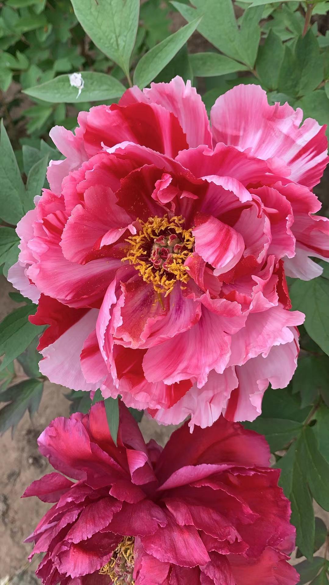 牡丹戏晚樱  玉带挽古城
 
牡丹雍容绽华光，国色天然满庭芳。
层层艳蕊风姿美，