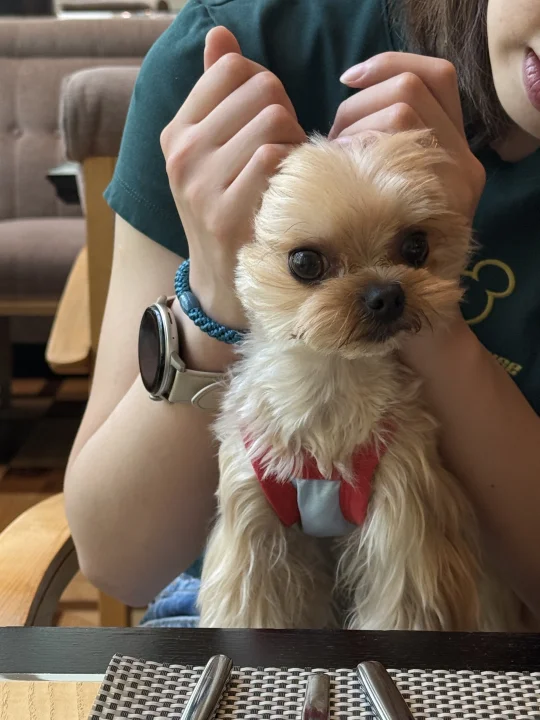 求推荐北京嘎眼袋的好大白！（广子退退退）