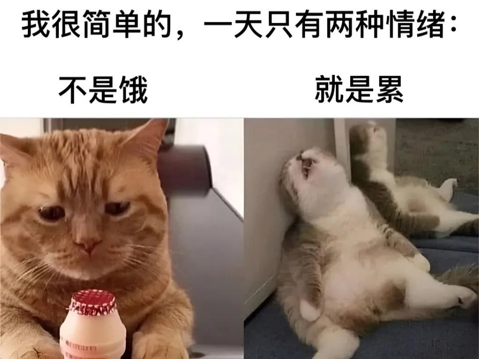 又累又饿 一些猫meme  / 