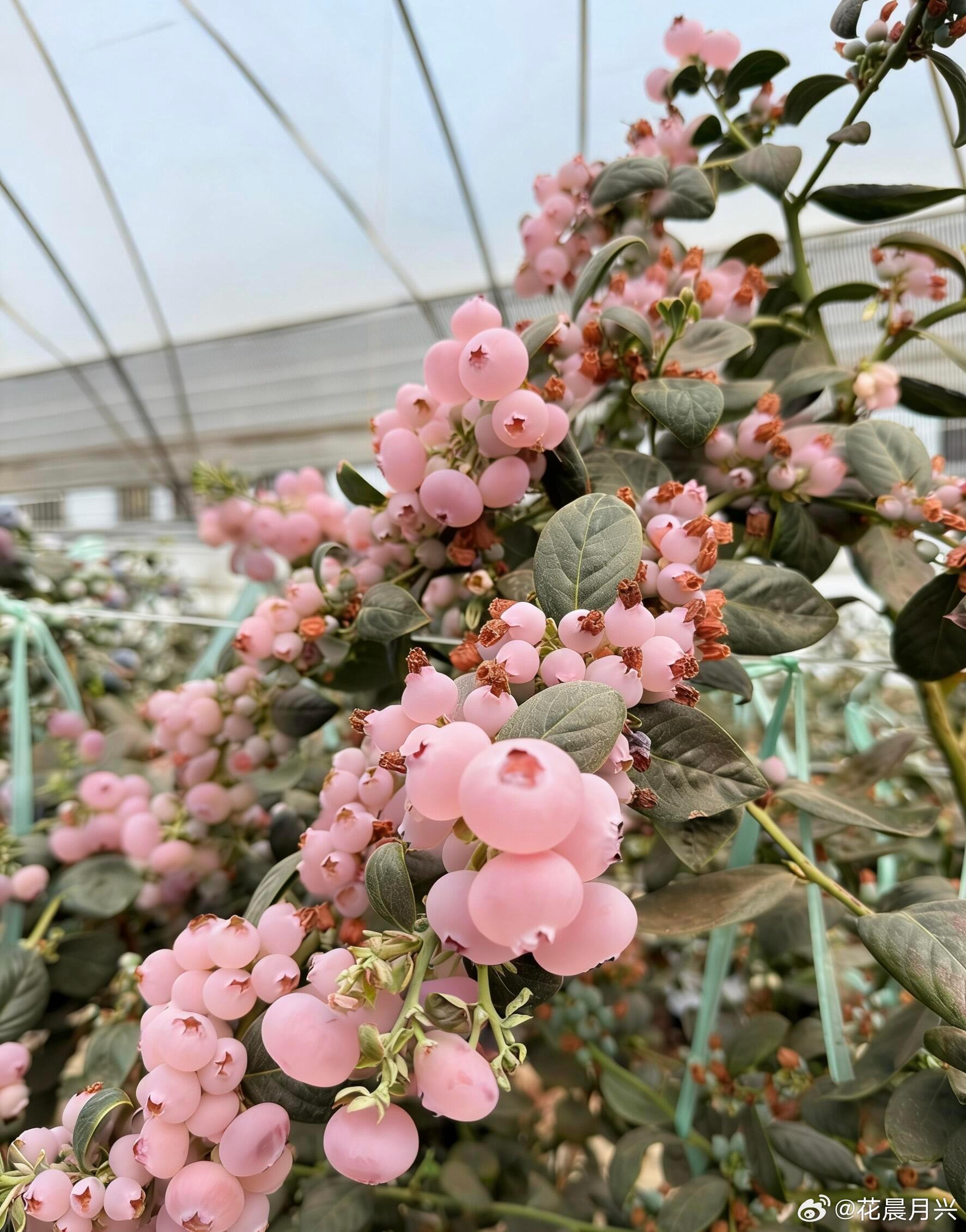 十年前的老品种了，兔眼系列的粉红佳人 ，口感不好产量又低，不知道为啥又被它们拿出