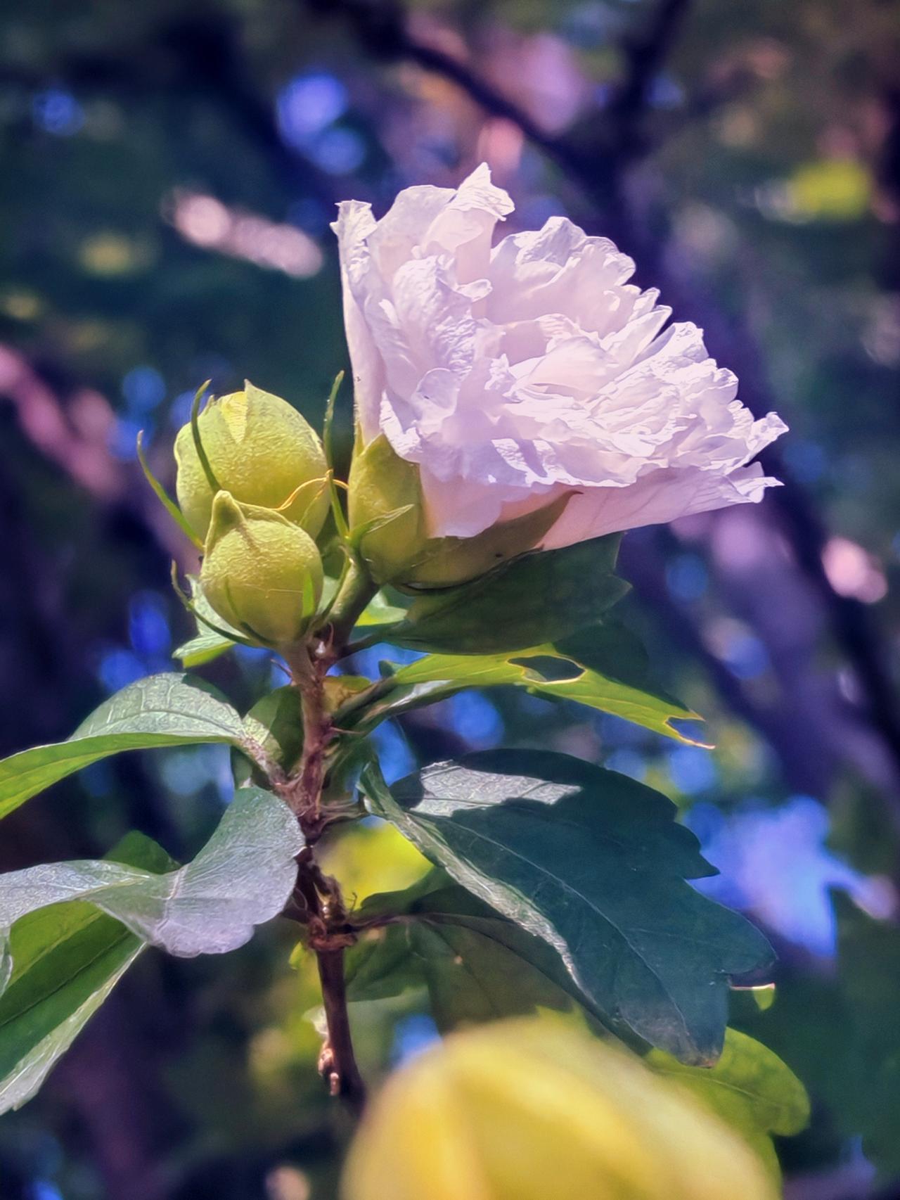 粉花映绿枝，春意满庭芳。