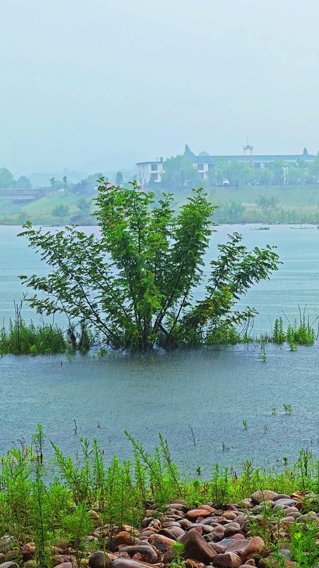 雨落之后，整个世界都浸在湿润里。树木扎根水中，枝叶在涟漪里轻轻摇晃，水流顺着林间