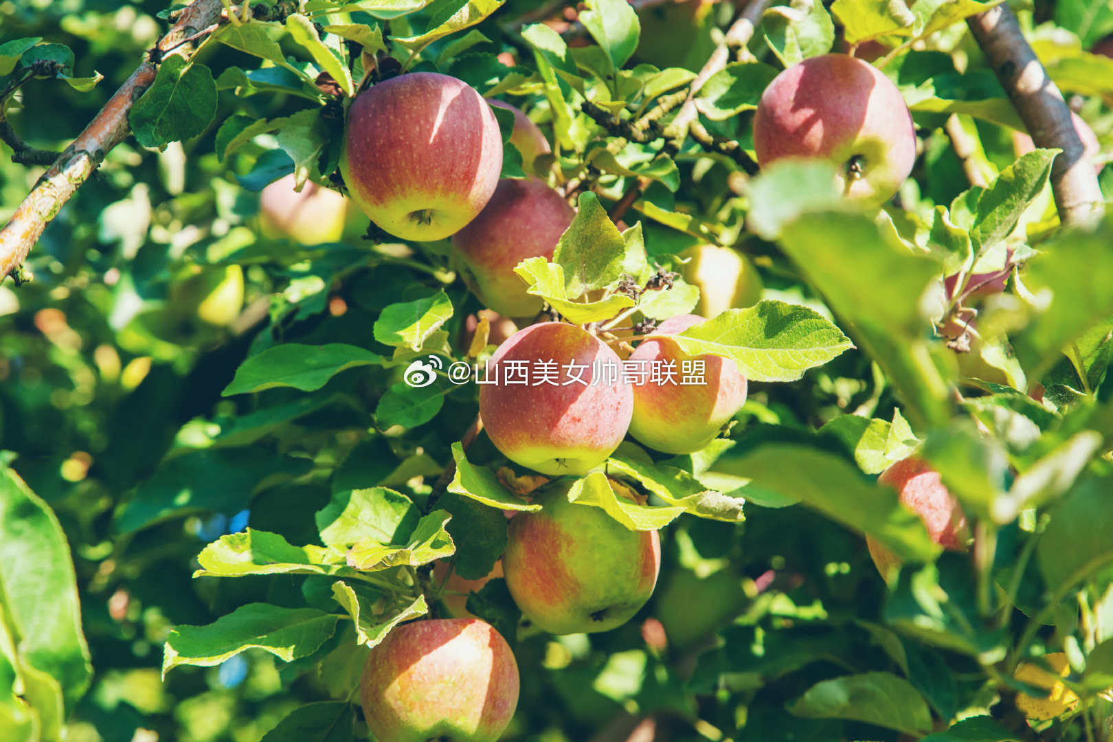 山西再添3个国家地理标志产品 近日，国家知识产权局发布《关于对交城骏枣等63个产