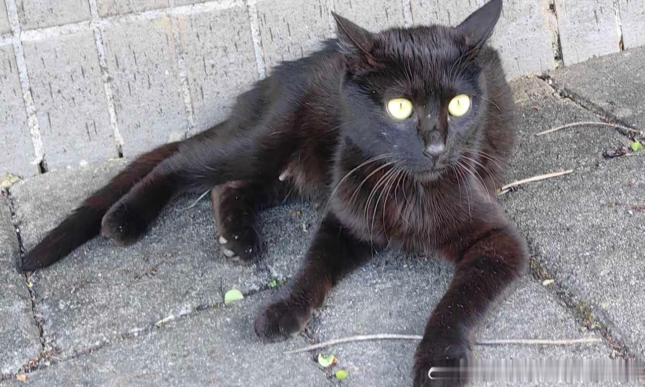 50378【丑猫】大透视八爪鱼 