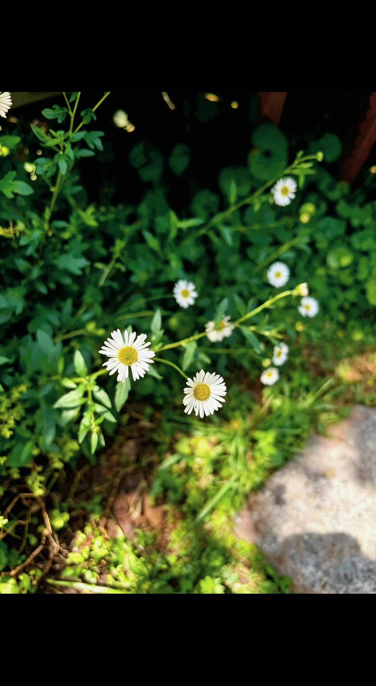 🌼藏在草丛里的小太阳☀️，每朵都是时光的笑脸。平凡角落，自有光芒在生长✨。