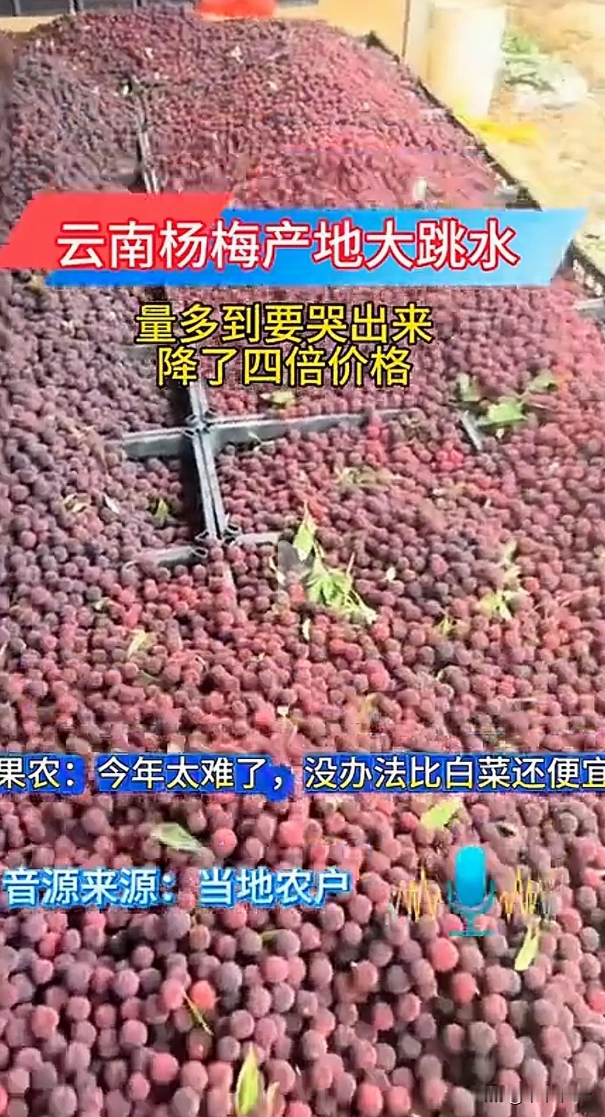 其实这些年杨梅就不好卖。就算不泡科技与狠活，因为虫卵，农药残留等问题，杨梅一直备