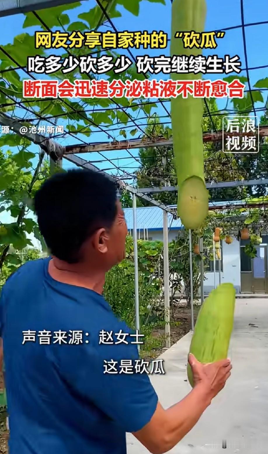 这玩意应该不好吃，不然应该会到处都有人种的