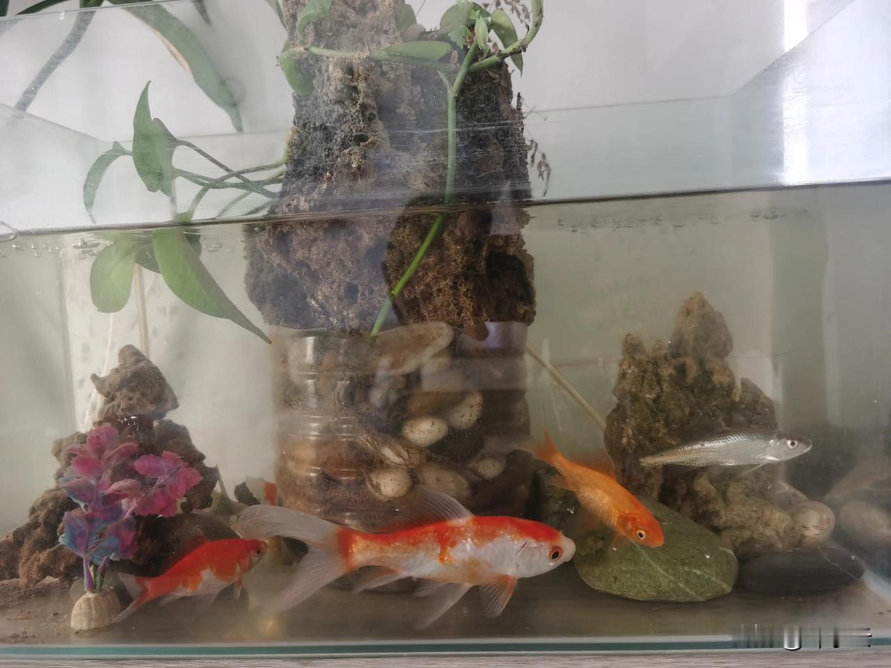 刚在河边钓了几条小鱼，准备回来的时候遇到一个出家人，她让我把鱼卖给她，问我多少钱