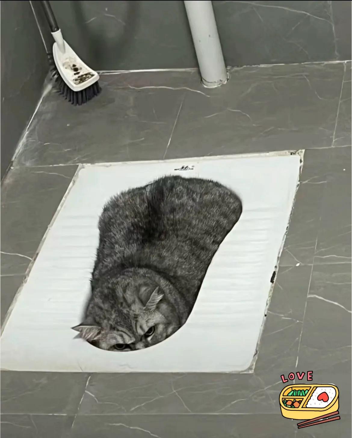 这真是躲猫猫躲的好，你能看出它在哪吗？猫猫 萌猫躲猫猫 躲猫猫狂魔