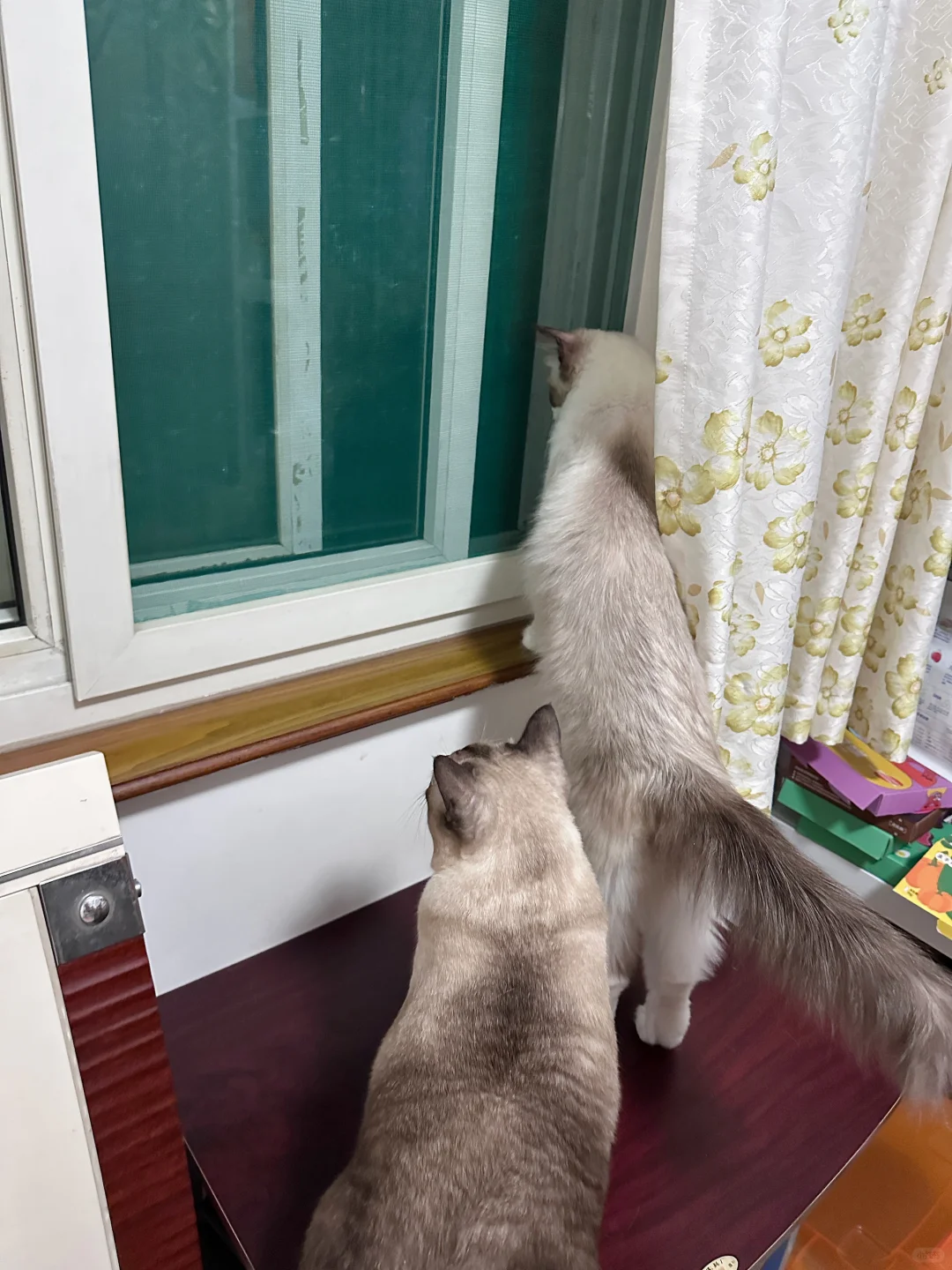 窗外啥热闹啊