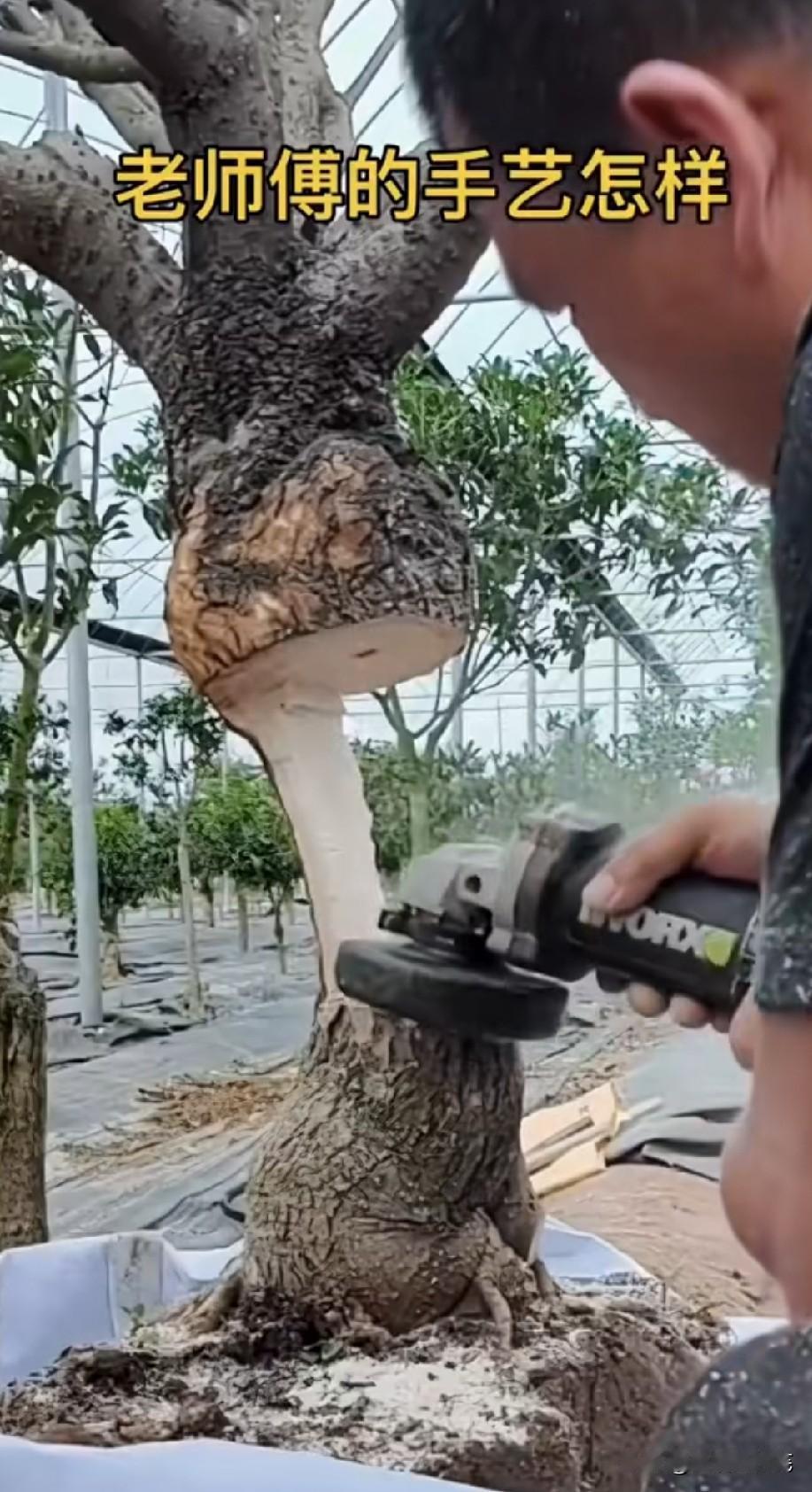 这树还能活吗？