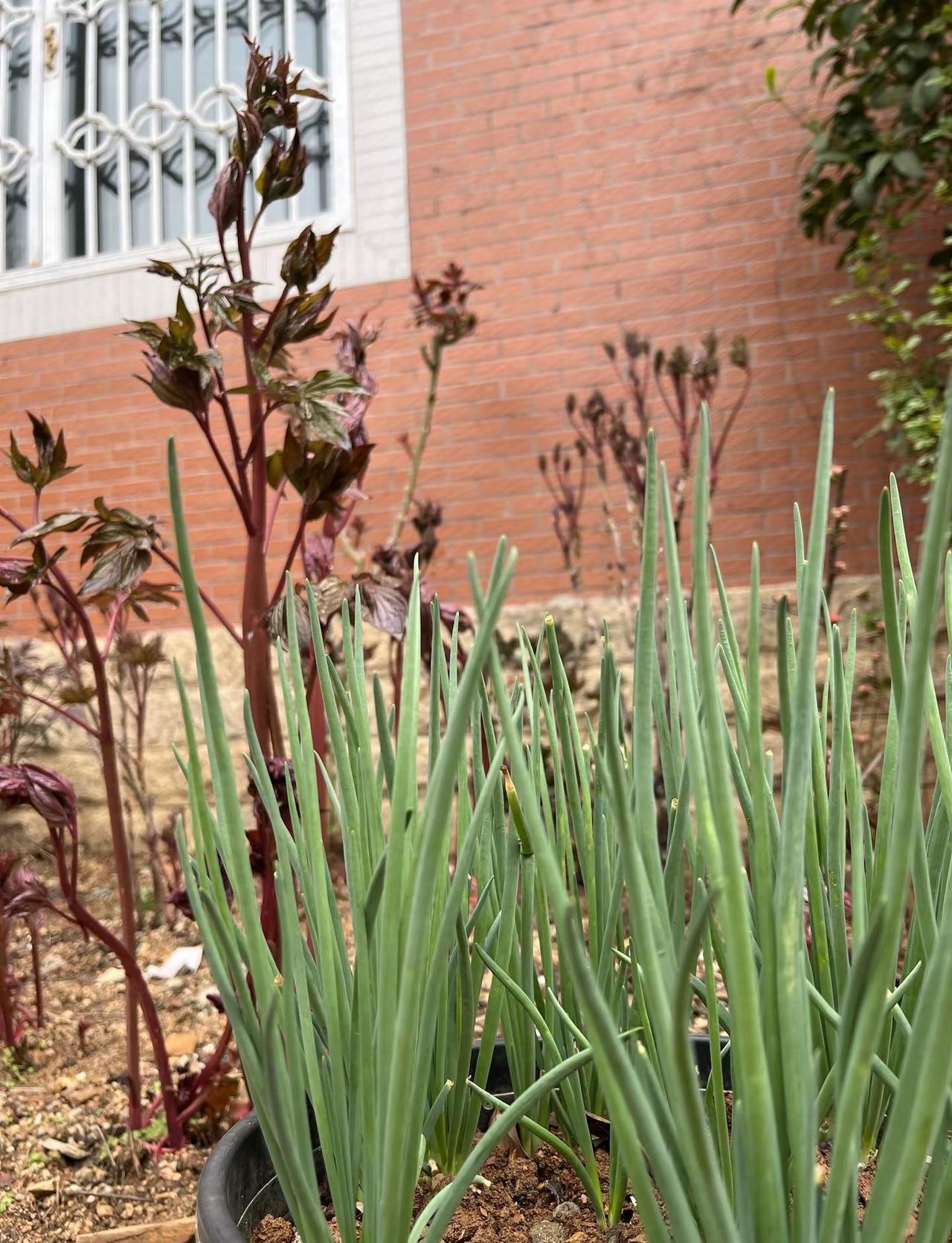 远离喧嚣，守一方田园，春暖花开，岁月安然。