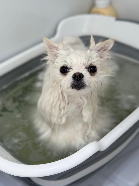 为什么我从来不自己给狗洗澡