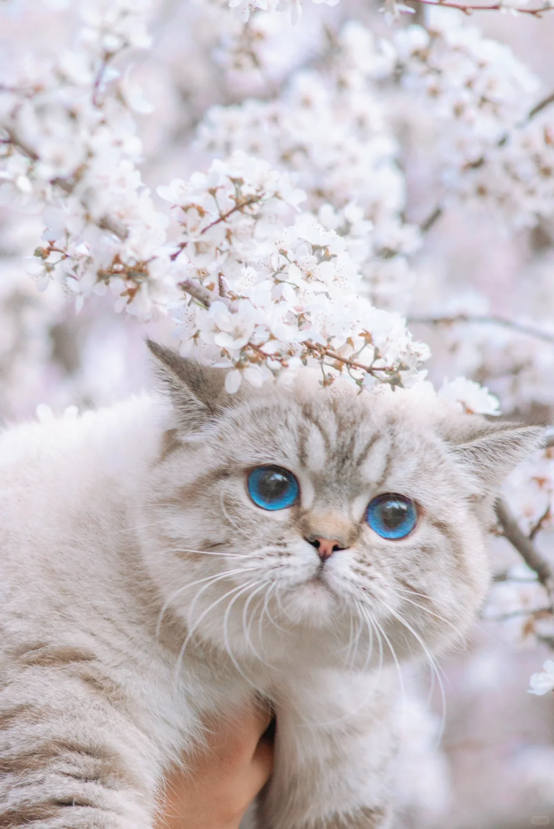 英短山猫｜春天的小猫一定是香香的