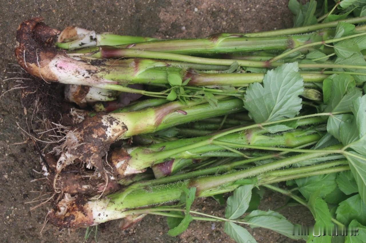 独活，一种生长在海拨800米以上大山中的药食同源的野生植物，独活属多年生，每年都