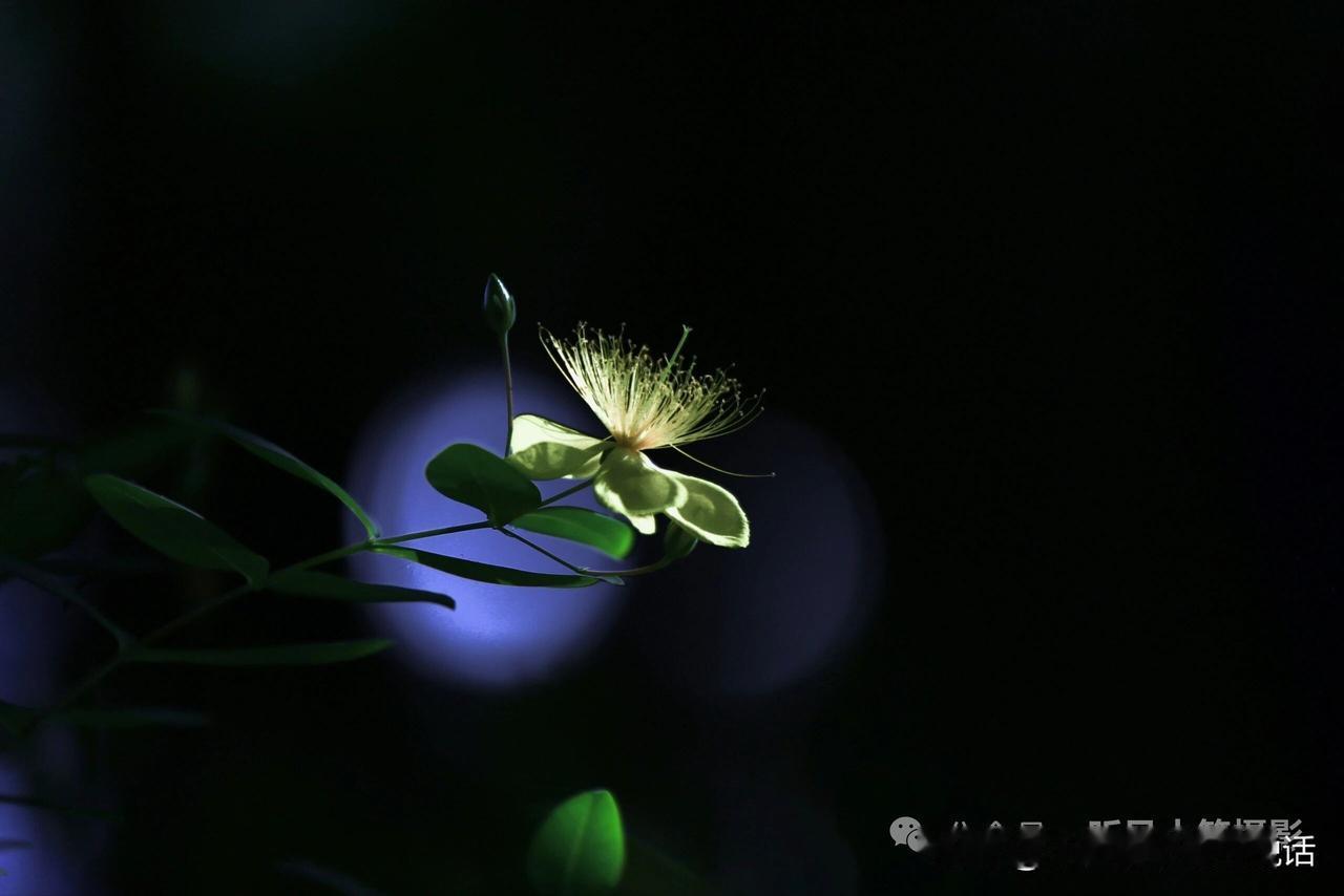 我们认知的特朗普，是一个没有从政经历的政治素人，整天在个人账号上满嘴跑火车。事情