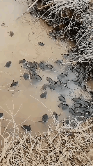 数量管够，能吃吗？