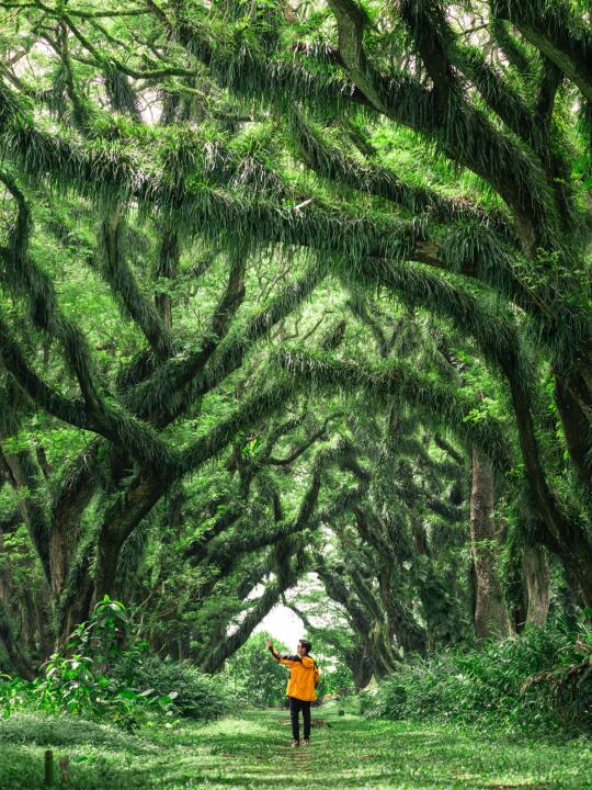 终于明白了 什么是“树是另一种意义上的海”