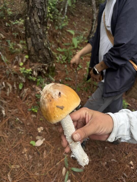 为了捡菌子，来了一趟云南楚雄的原始森林🌳