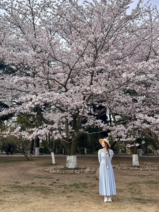 4.6实况❗️青岛中山公园樱花live美到爆🌸