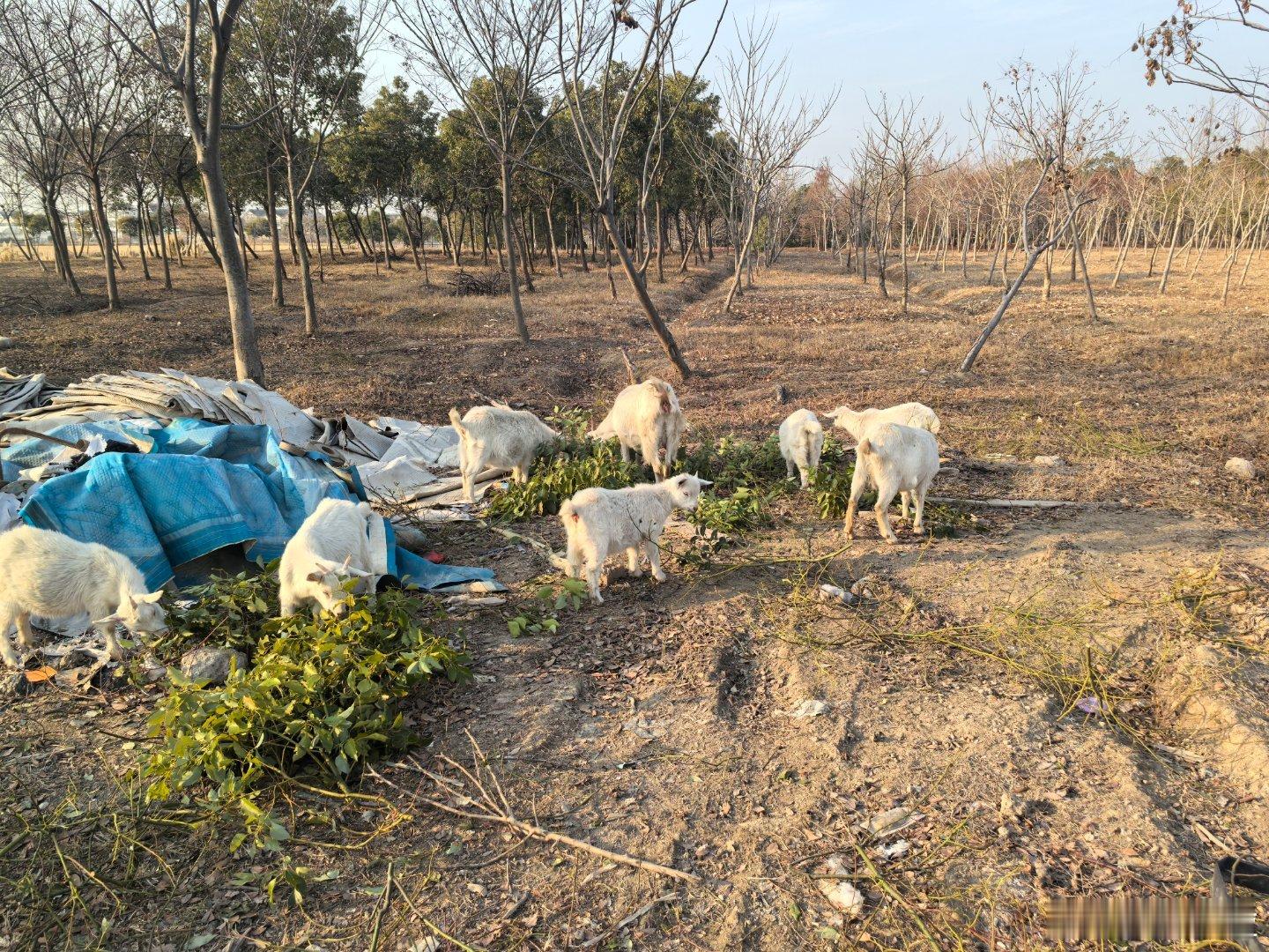 今年自媒体挣不到钱，转型养20只羊 