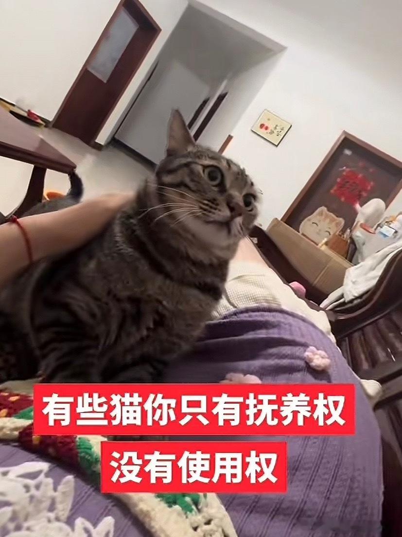 有些猫你只有抚养权没有使用权[喵喵]生活碎碎念我的精神状态凉好 ​​​
