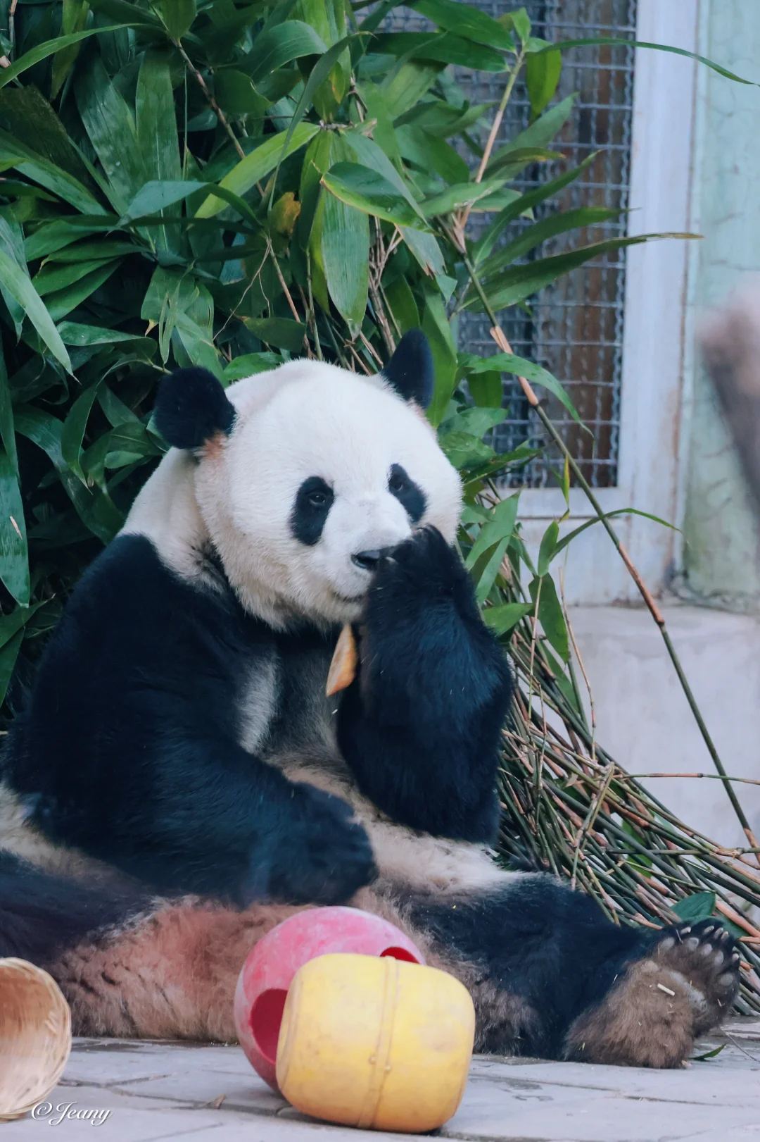 12.13萌兰藏在窝窝头里面的秘密懂得都懂🐼