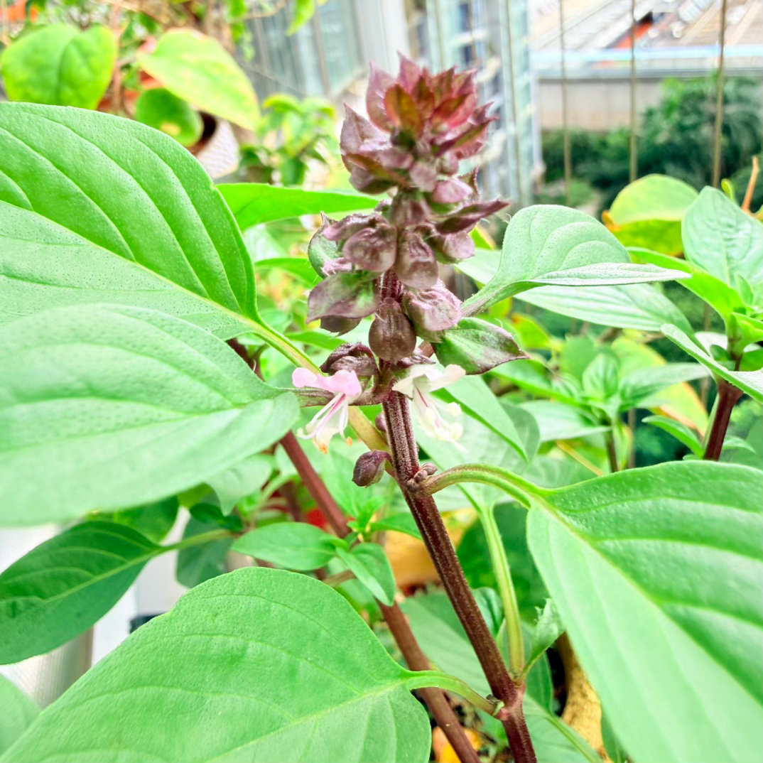 意外的小惊喜——没想到九层塔居然开花了！淡淡的紫，花儿细细小小的，模样秀气又迷人