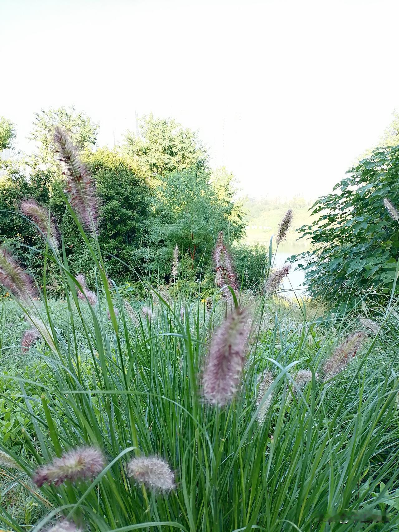 晒图笔记大赛夏秋之交的野外。最爱湖东行不足，看看满眼的绿色植物，天空并不湛蓝，但