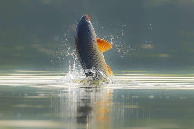 老人常说“有水就会有鱼”，一个孤立的水坑，为什么能“凭空”长出鱼来？原因很简单，