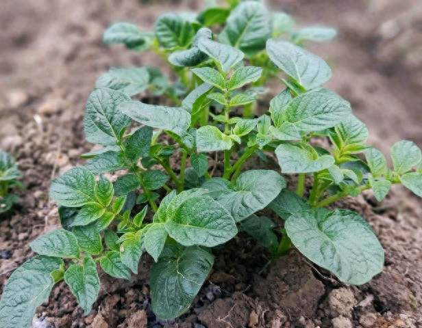 43岁男子半年瘦25斤：中午把米饭换成它，每月主食只花300元