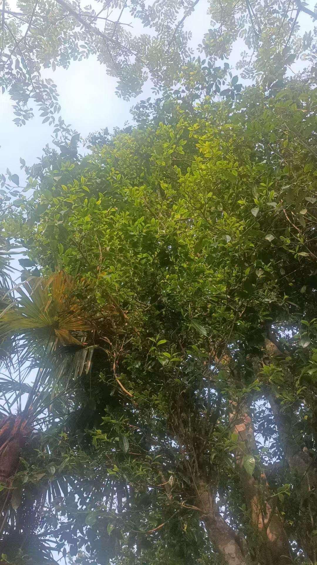 入口🗣就是一口吞下一片森林🌳果甜中草木花香蜜香[爱慕]口腔汤感饱满⭕️山野之