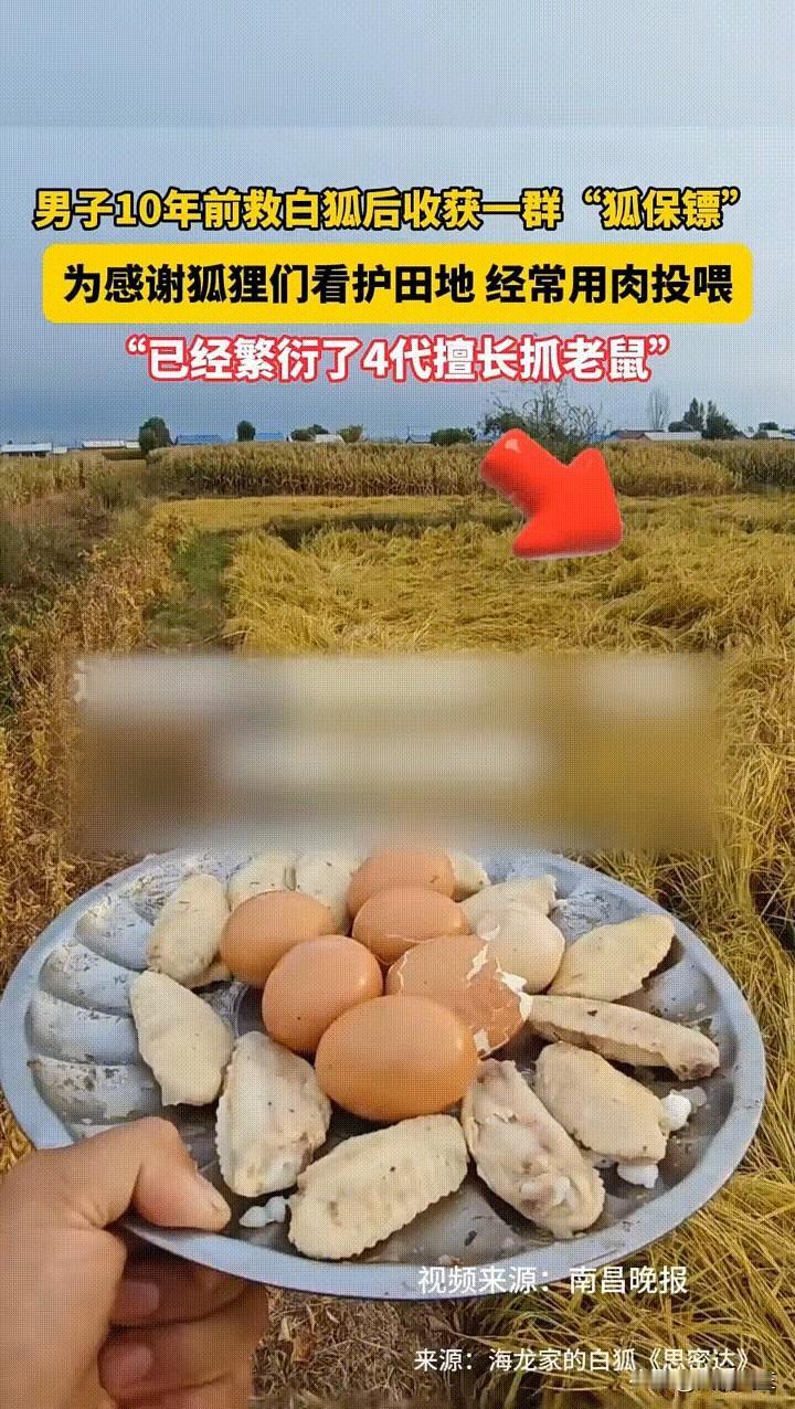 好人有好报！

2014 年，黑龙江五常张先生，在山上救了两只受伤白狐，伤愈后的