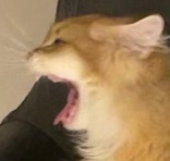 搞怪财财#英国长毛猫##金渐层[超话]##辣椒家新家回访# ​​​