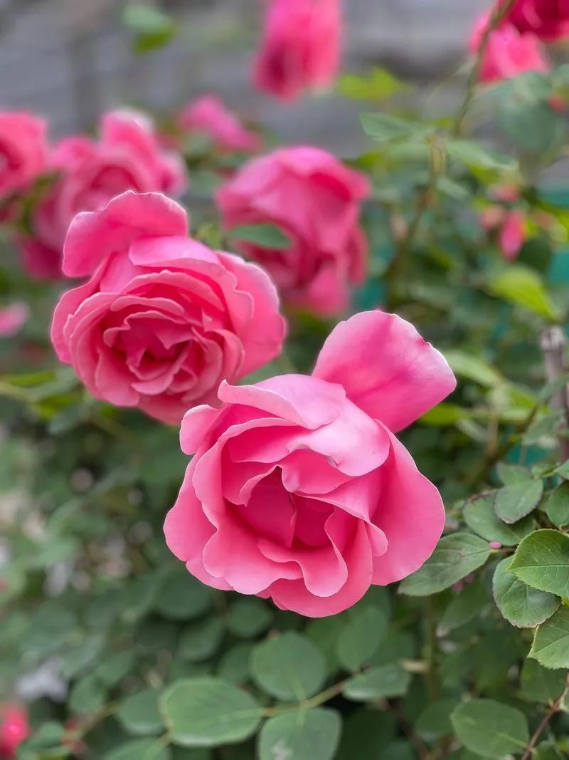 嘿，你别说，昨天写的两篇头条的展现量像脱缰的野马，展现量分别达到25万和31万，