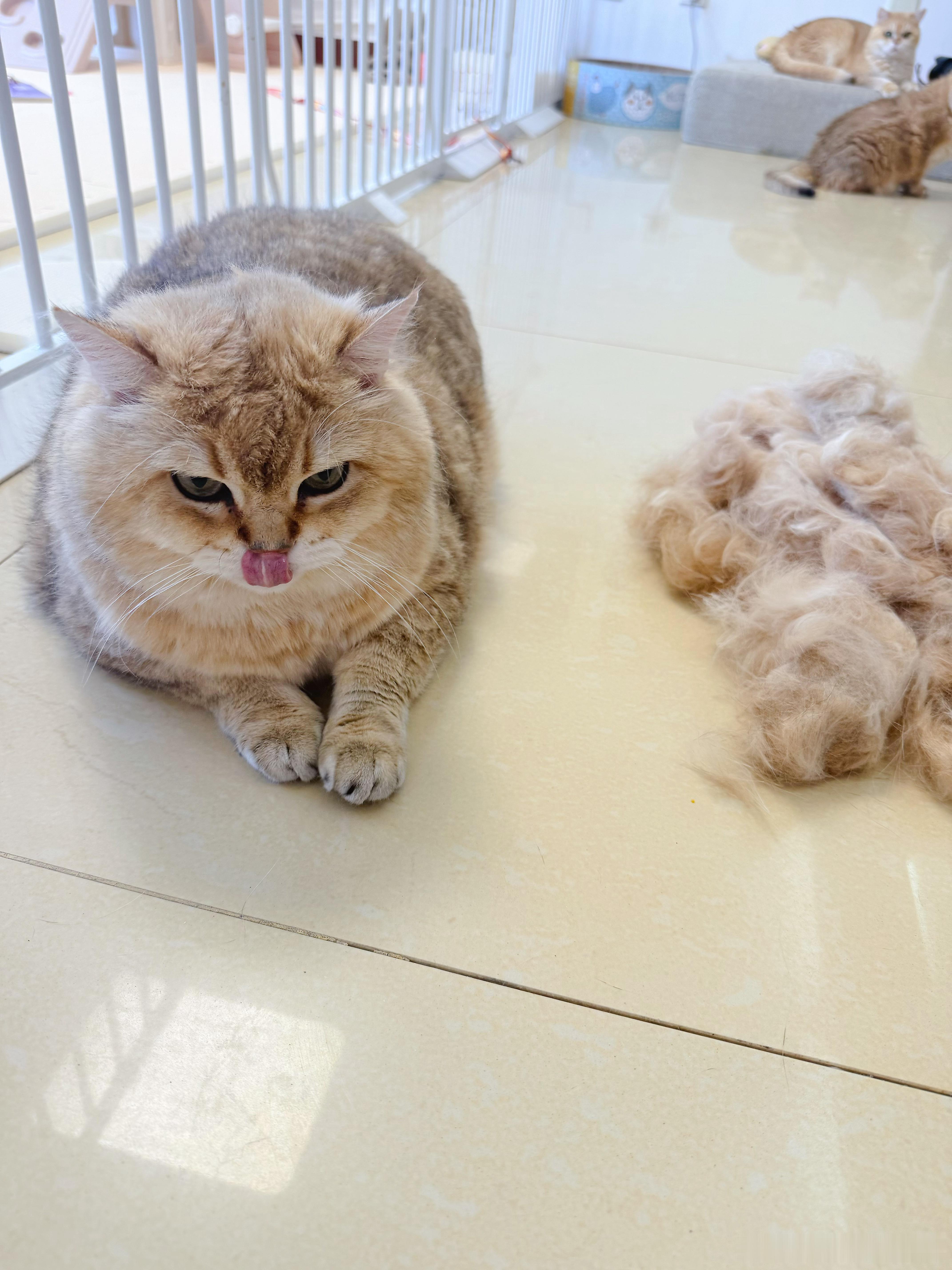 掉毛季开始了萌宠猫咪