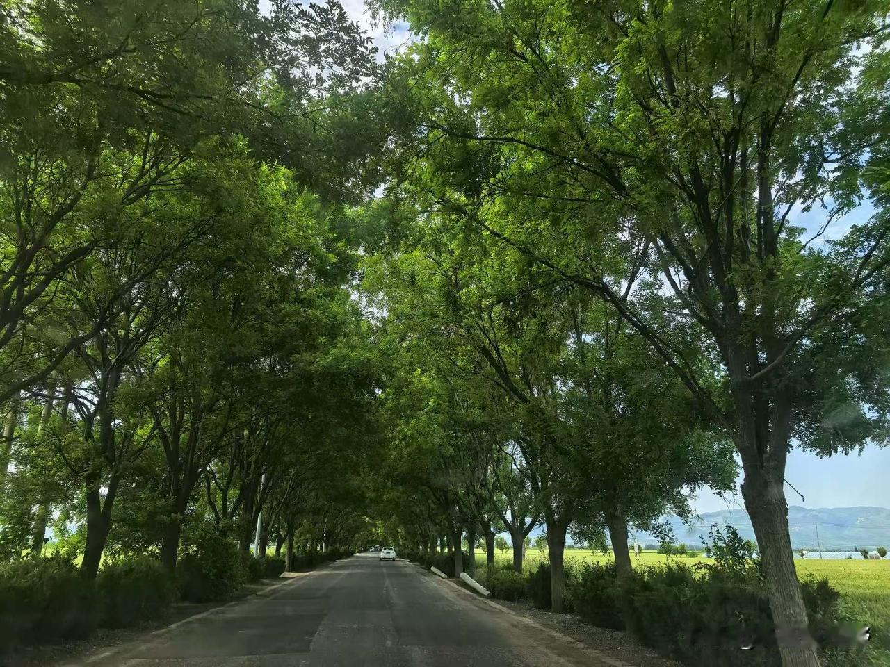绿意盎然的乡村小路，阳光洒落，宁静而美好。