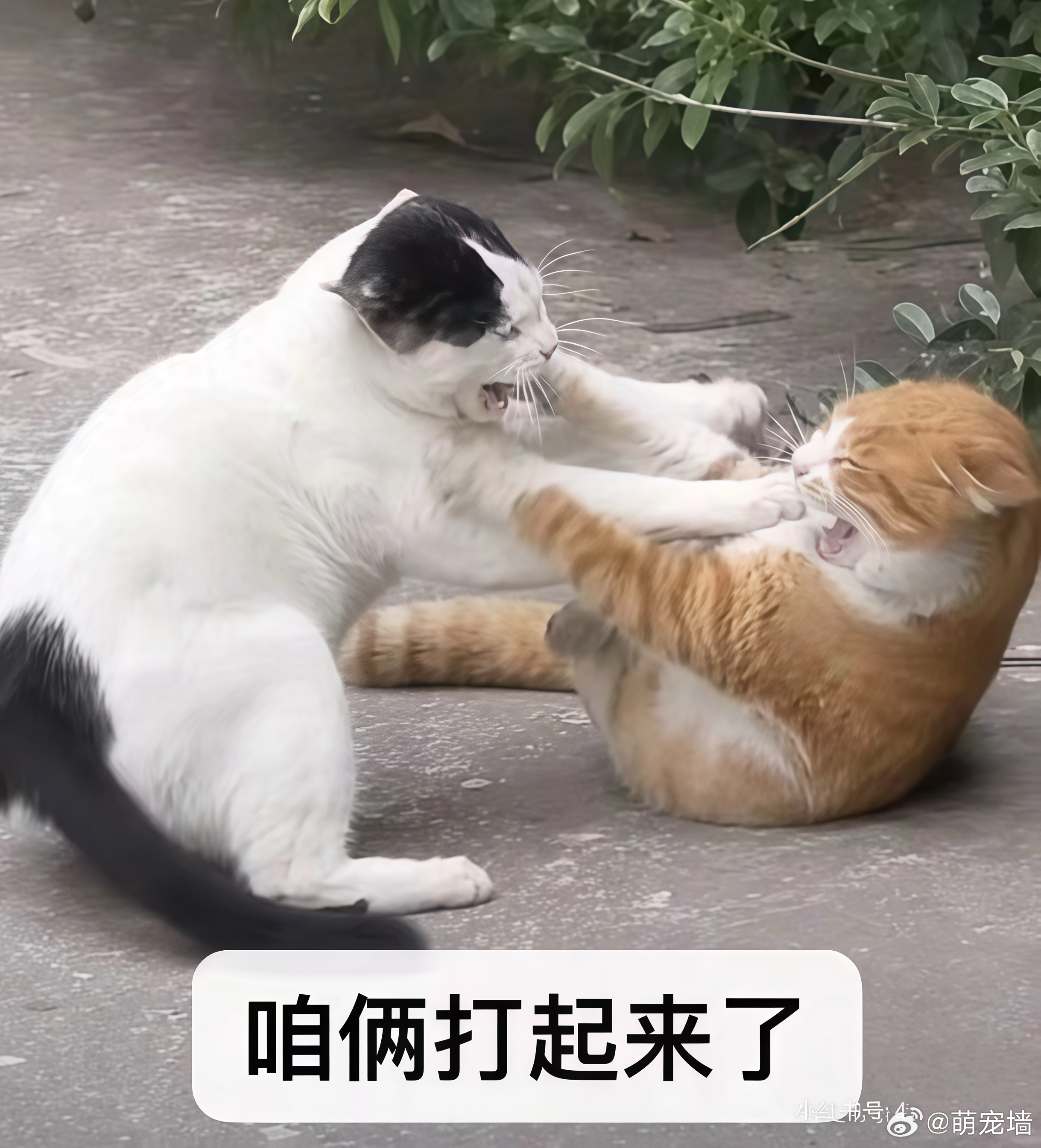 这个好笑 