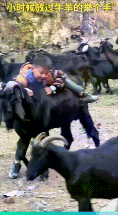 9岁娃骑羊过河当“牧羊司令”，羊群乖乖跟身后
 贵州毕节一名9岁男孩的放羊名场面