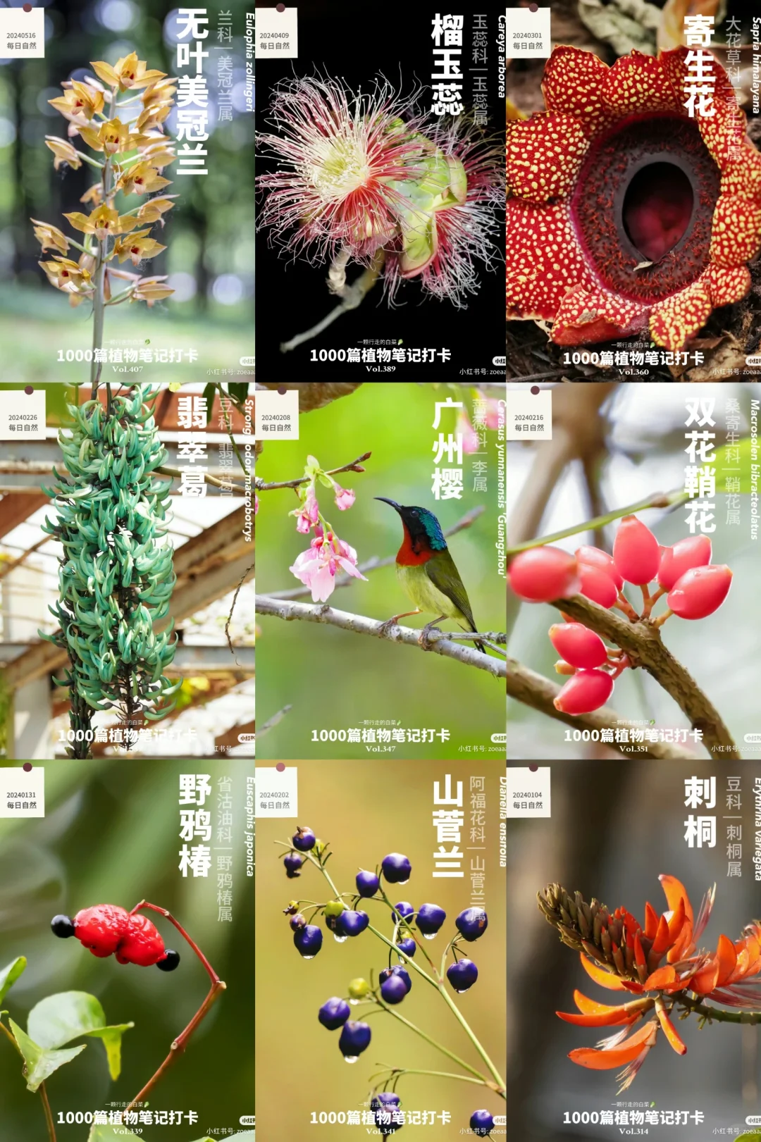 国际多样性日 | 想看看你们拍的花