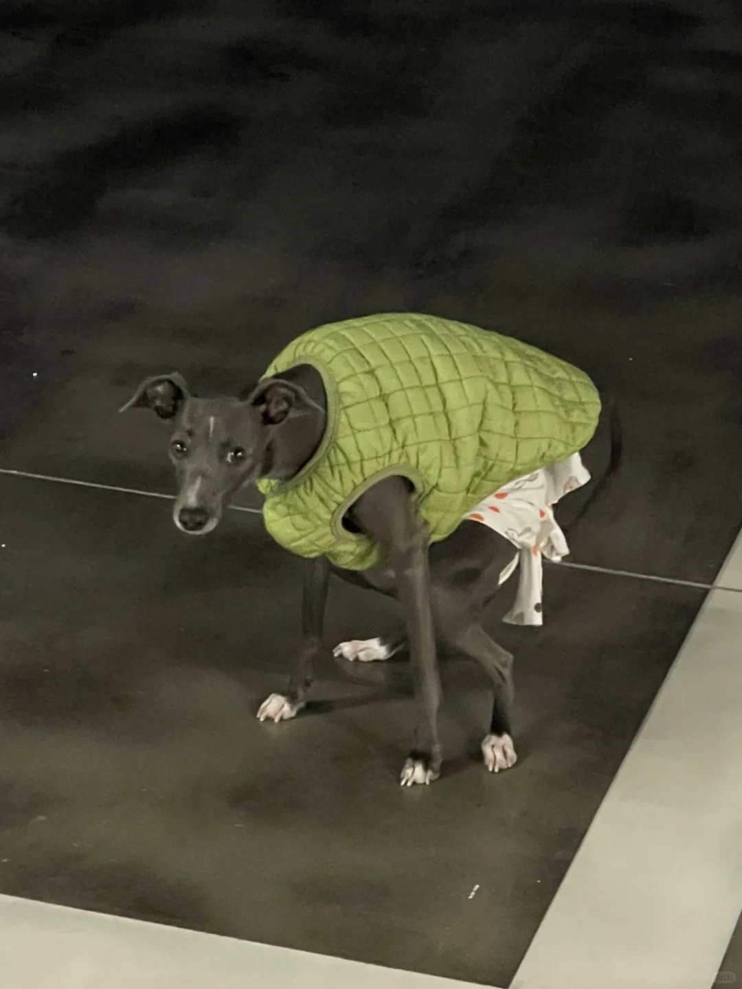 对不起 给小灵缇丢脸了