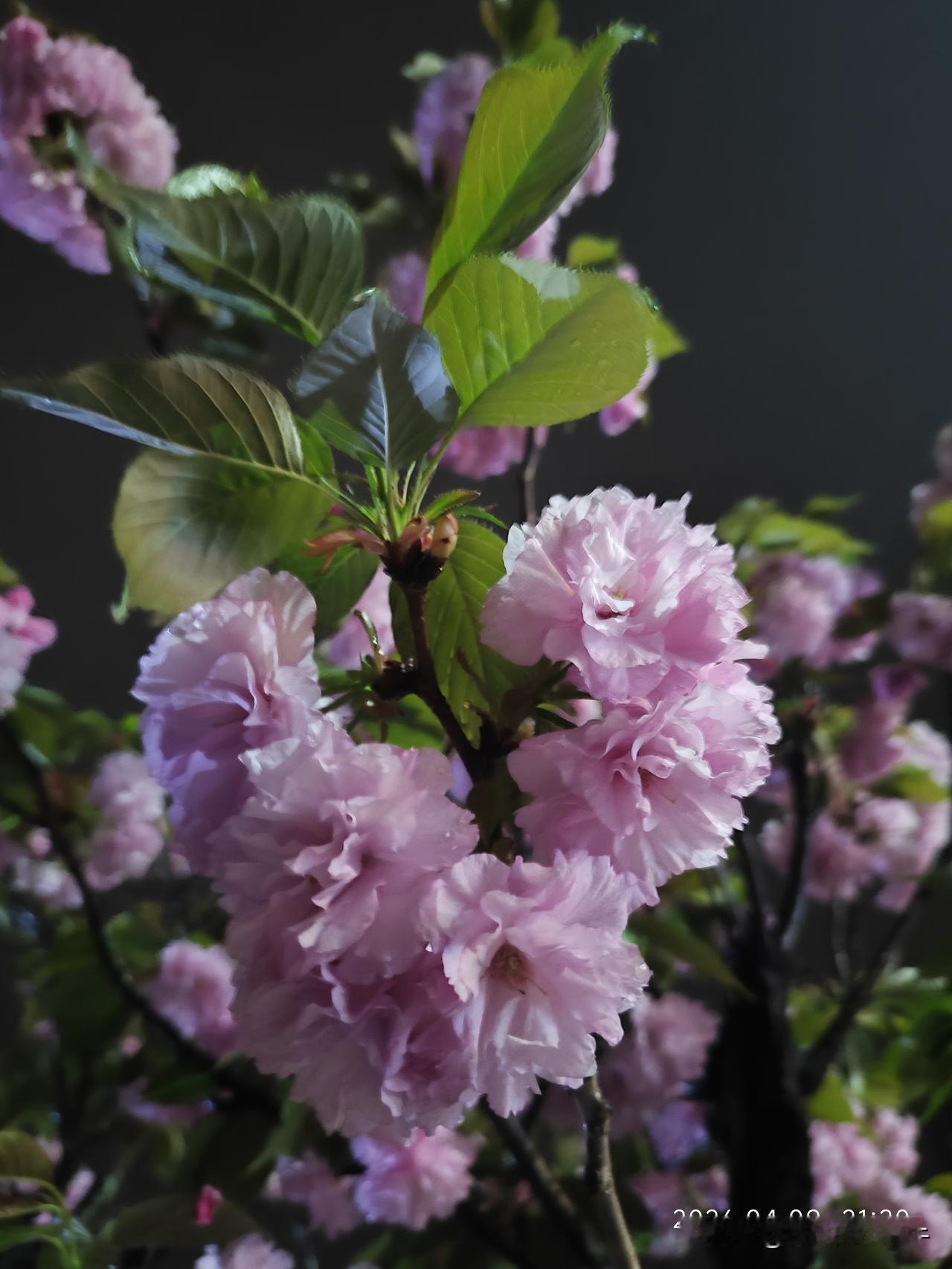 夜晚路灯下，雨中的樱花格外美！拍不出来的美！
​娃说，麻麻，你看把它们弄在一起特