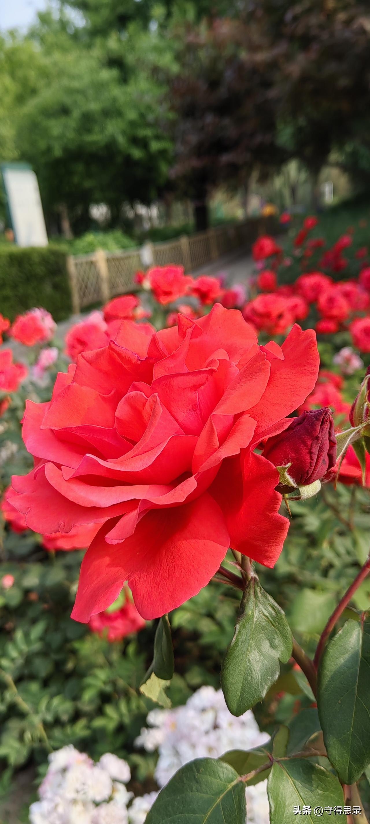 下雨天，适合赏花。