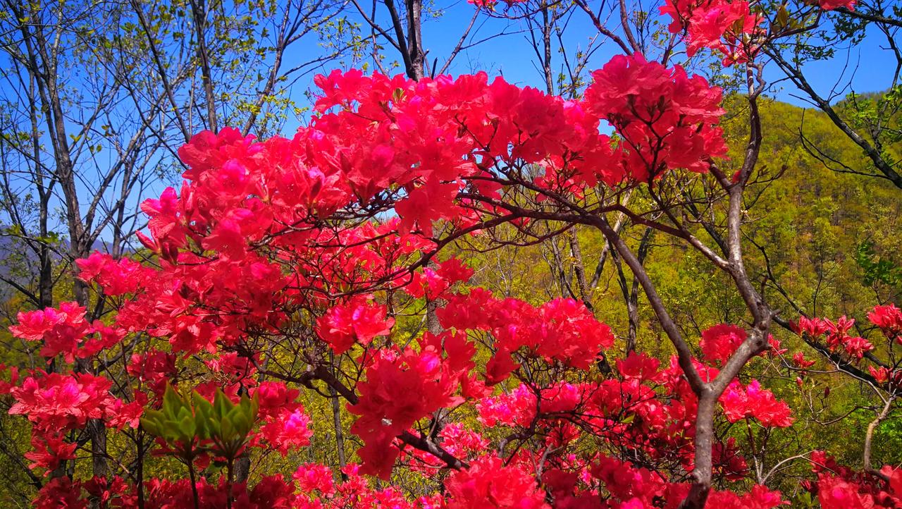 一起打卡杜鹃花展汝阳县王坪乡看杜鹃樱花
