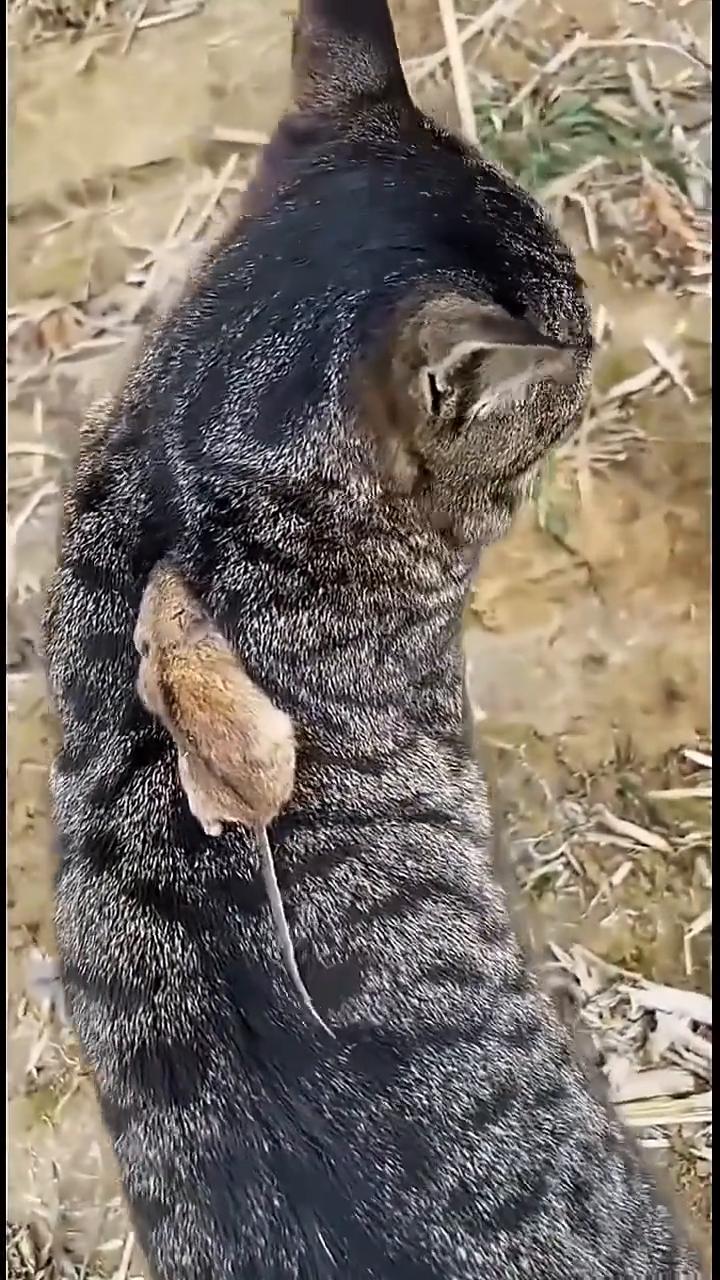 看看这个老鼠被猫追的没办法了，它灵机一动跑到猫的后背上了，这叫灯下黑，就是越危险