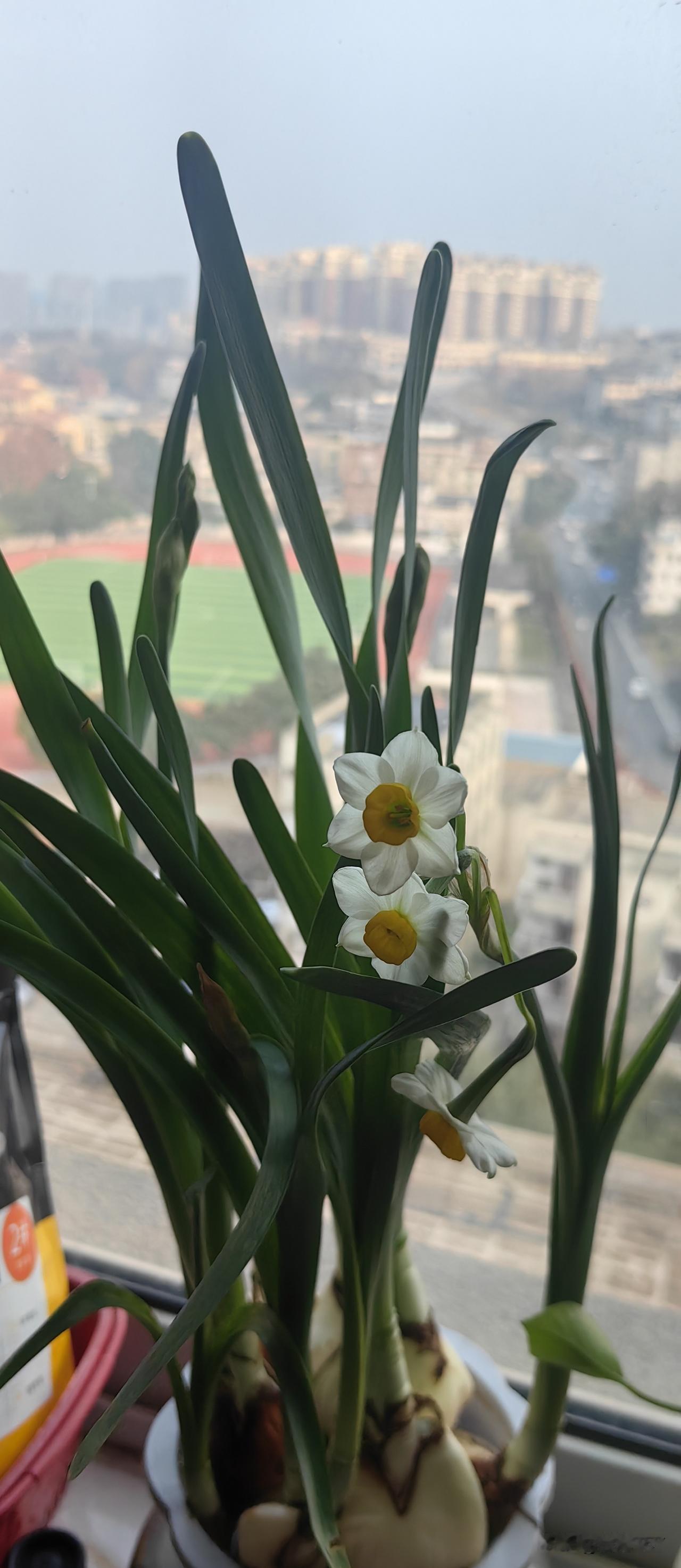 还有一个月才过年，但春天的步伐早已来临。